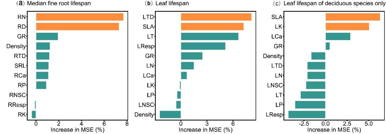 Seasonal Rhythms and Lifespan Determinants of Fine Roots in Temperate Plantations