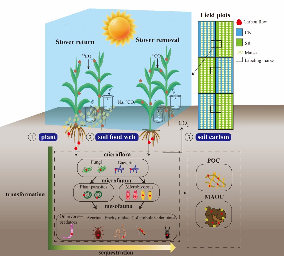 Soil Food Webs Boost Carbon Retention in Farmlands