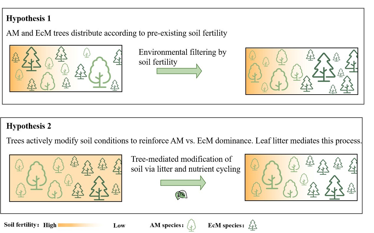 Soil Fertility was Found to Shape Distribution of Mycorrhizal Tree Types in Temperate Forests