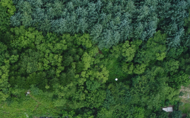 Too Much Nitrogen May Leave Trees More Vulnerable to Drought