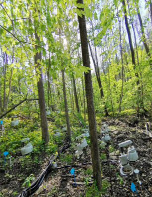 New Study Explains Spatial Patterns of Soil Nitrogen Emissions Across Forest Hillslopes