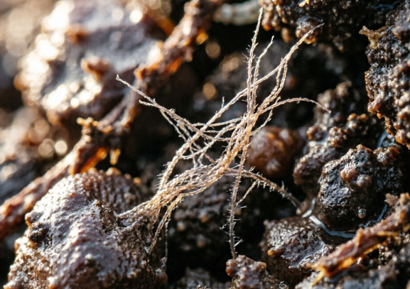 Soil Viruses Linked to Carbon Storage Through Microbial Turnover and Metabolism