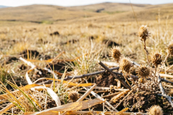 Study Examines How Global Change Factors Alter Multi-Element Composition of Grassland Litter