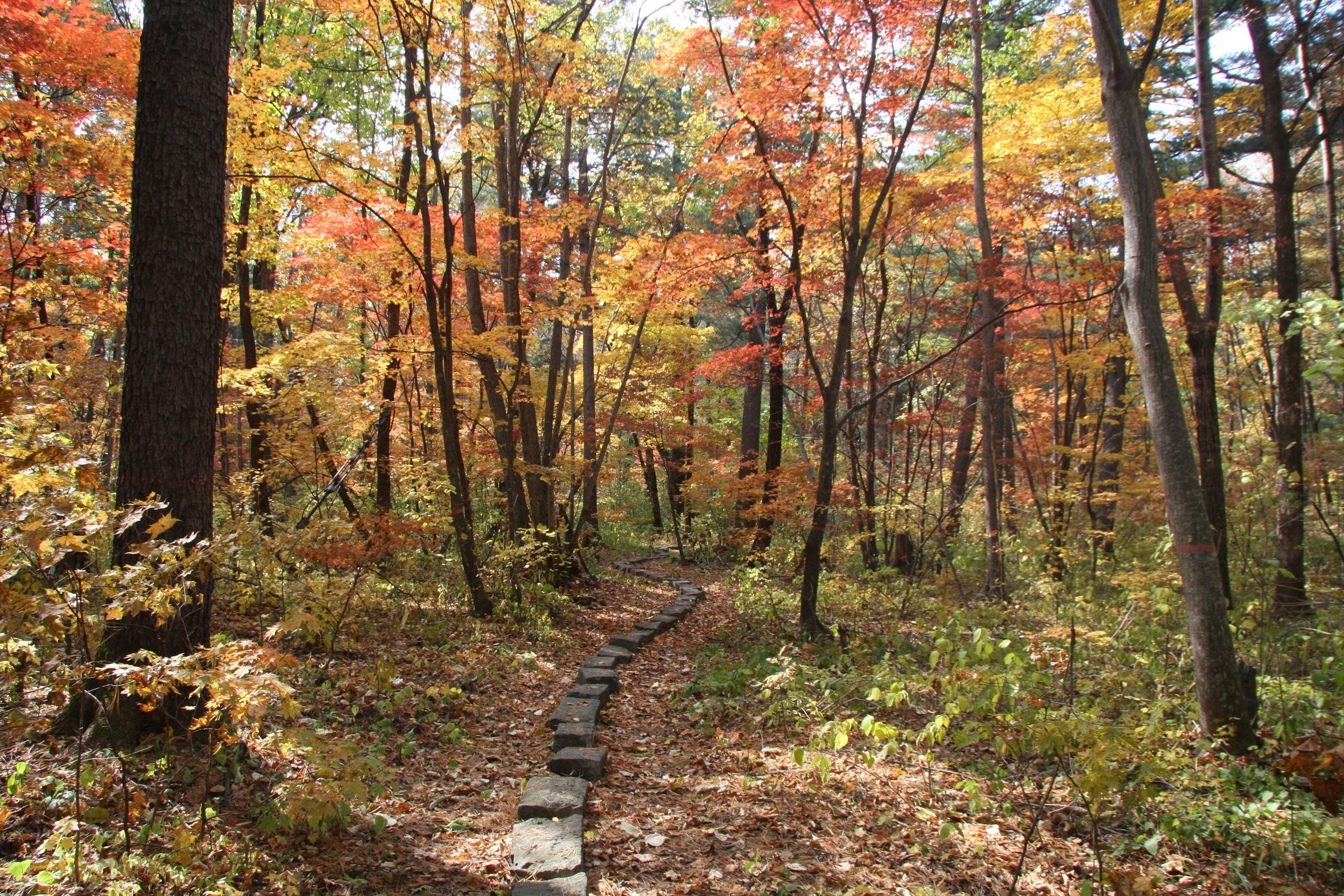 Mycorrhizal Composition and Species Dominance Affect Forest Plant Diversity Across Northeastern China